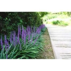 2x Liriope Muscari 'Moneymaker' - Leliegras - ⌀17 Cm - ↕20-25 Cm -VIDAXL || Prosperplast || Decoris Winkel 1000001811 0102