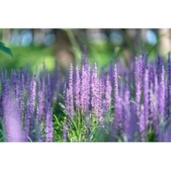 2x Liriope Muscari 'Moneymaker' - Leliegras - ⌀17 Cm - ↕20-25 Cm -VIDAXL || Prosperplast || Decoris Winkel 1000001811 0104