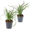 2x Liriope Muscari 'Moneymaker' - Leliegras - ⌀17 Cm - ↕20-25 Cm -VIDAXL || Prosperplast || Decoris Winkel 1000001811