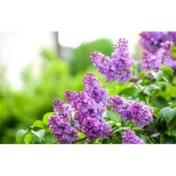 3x Syringa 'Bloomerang Dark Purple' - Sering - ⌀13 Cm - ↕15-20 Cm -VIDAXL || Prosperplast || Decoris Winkel 1000001815 0102