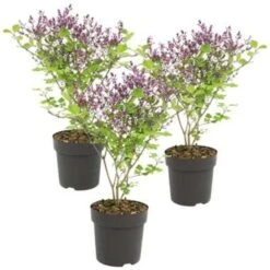3x Syringa 'Bloomerang Dark Purple' - Sering - ⌀13 Cm - ↕15-20 Cm