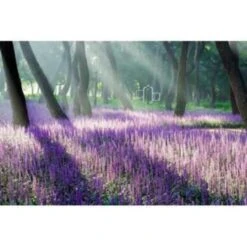 4x Liriope Muscari Moneymaker P17H25 -VIDAXL || Prosperplast || Decoris Winkel 1000001821 0104