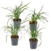 4x Liriope Muscari Moneymaker P17H25 -VIDAXL || Prosperplast || Decoris Winkel 1000001821