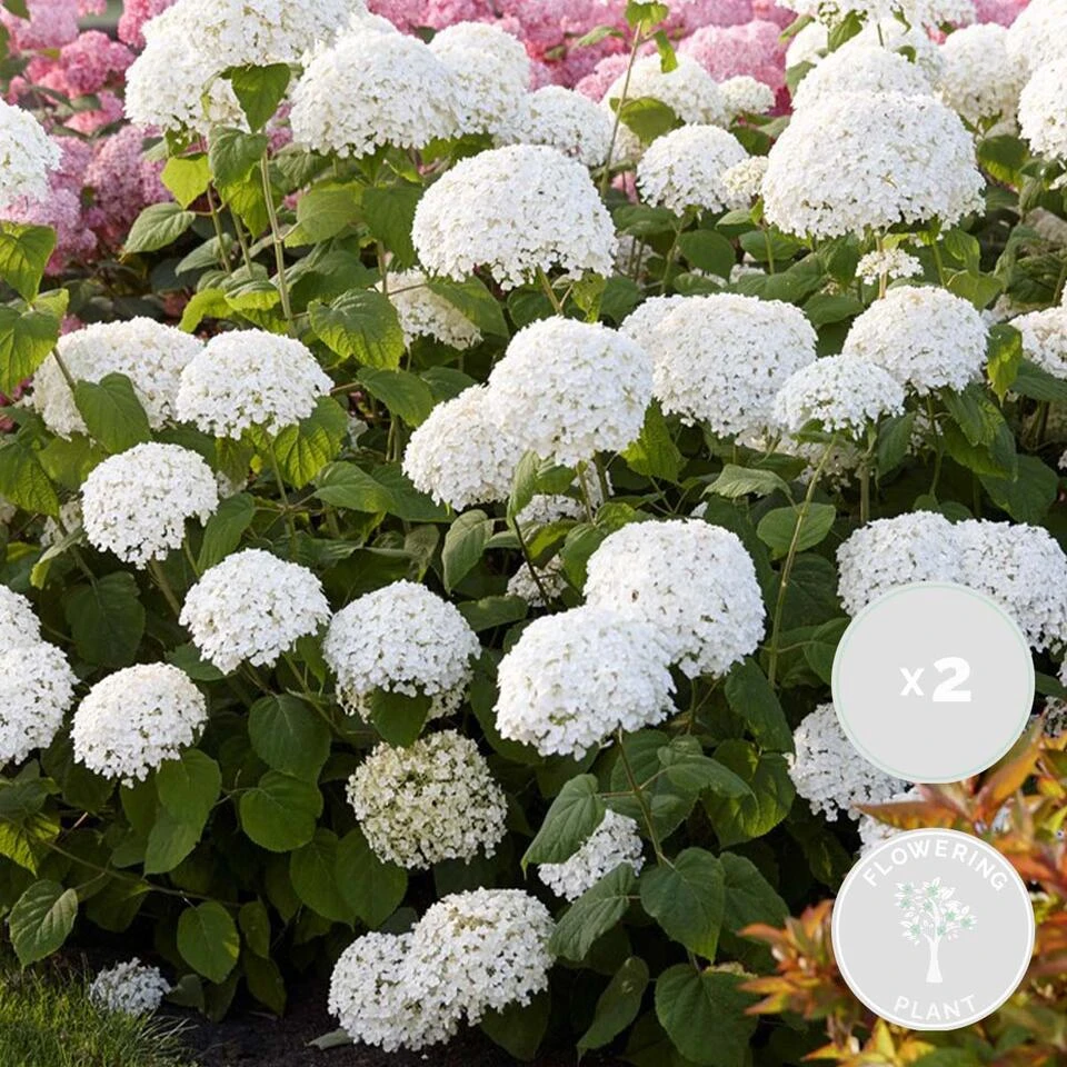 2x Hydrangea 'Strong Annabelle' - Hortensia - ⌀19 Cm - ↕40-50 Cm 4 2x Hydrangea 'Strong Annabelle' - Hortensia - ⌀19 Cm - ↕40-50 Cm - Afbeelding 2