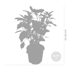 2x Hydrangea 'Strong Annabelle' - Hortensia - ⌀19 Cm - ↕40-50 Cm 8 2x Hydrangea 'Strong Annabelle' - Hortensia - ⌀19 Cm - ↕40-50 Cm -VIDAXL || Prosperplast || Decoris Winkel 1000001841 0102