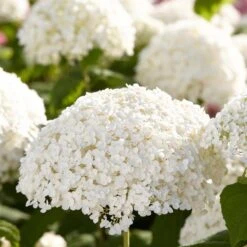 2x Hydrangea 'Strong Annabelle' - Hortensia - ⌀19 Cm - ↕40-50 Cm 9 2x Hydrangea 'Strong Annabelle' - Hortensia - ⌀19 Cm - ↕40-50 Cm -VIDAXL || Prosperplast || Decoris Winkel 1000001841 0103