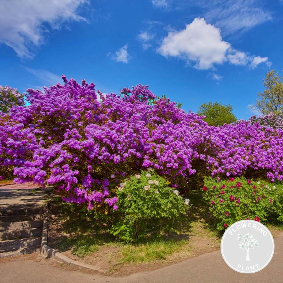 Syringa 'Bloomerang Dark Purple' - Sering - ⌀13 Cm - ↕15-20 Cm 4 Syringa 'Bloomerang Dark Purple' - Sering - ⌀13 Cm - ↕15-20 Cm - Afbeelding 2