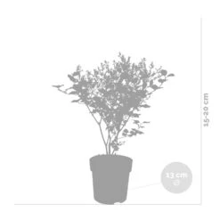 Syringa 'Bloomerang Dark Purple' - Sering - ⌀13 Cm - ↕15-20 Cm 8 Syringa 'Bloomerang Dark Purple' - Sering - ⌀13 Cm - ↕15-20 Cm -VIDAXL || Prosperplast || Decoris Winkel 1000001856 0102