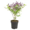 Syringa 'Bloomerang Dark Purple' - Sering - ⌀13 Cm - ↕15-20 Cm 2 Syringa 'Bloomerang Dark Purple' - Sering - ⌀13 Cm - ↕15-20 Cm -VIDAXL || Prosperplast || Decoris Winkel 1000001856