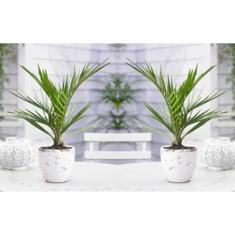 Phoenix Canariensis - Canarische Dadelpalm - ⌀15 Cm - ↕50-60 Cm 4 Phoenix Canariensis - Canarische Dadelpalm - ⌀15 Cm - ↕50-60 Cm - Afbeelding 2