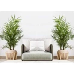 Phoenix Canariensis - Canarische Dadelpalm - ⌀15 Cm - ↕50-60 Cm 8 Phoenix Canariensis - Canarische Dadelpalm - ⌀15 Cm - ↕50-60 Cm -VIDAXL || Prosperplast || Decoris Winkel 1000003444 0102
