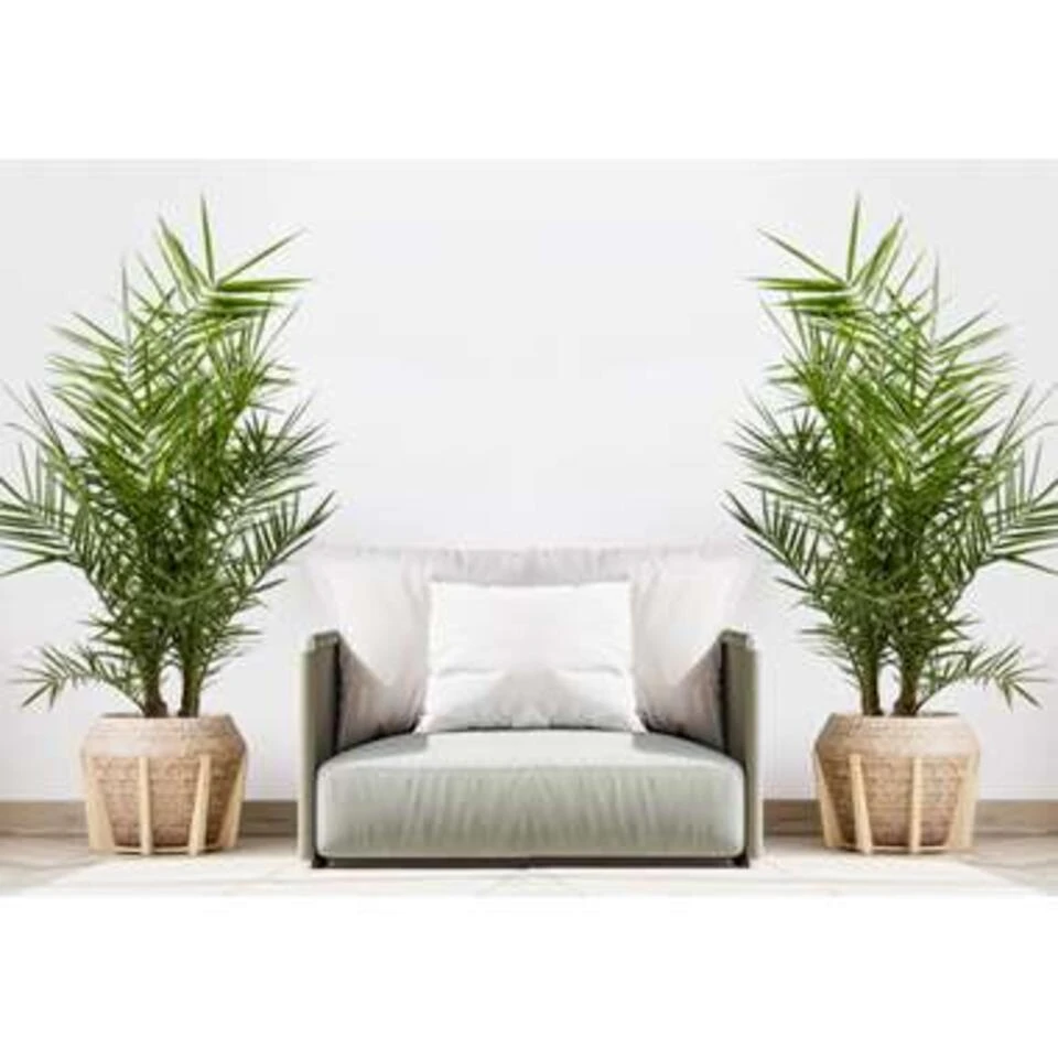 Phoenix Canariensis - Canarische Dadelpalm - ⌀15 Cm - ↕50-60 Cm 5 Phoenix Canariensis - Canarische Dadelpalm - ⌀15 Cm - ↕50-60 Cm - Afbeelding 3