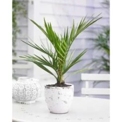Phoenix Canariensis - Canarische Dadelpalm - ⌀15 Cm - ↕50-60 Cm 9 Phoenix Canariensis - Canarische Dadelpalm - ⌀15 Cm - ↕50-60 Cm -VIDAXL || Prosperplast || Decoris Winkel 1000003444 0103
