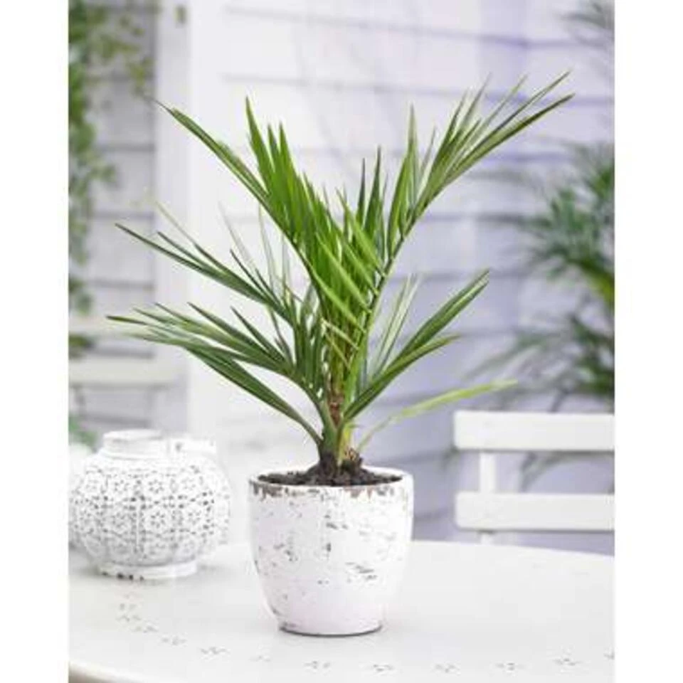 Phoenix Canariensis - Canarische Dadelpalm - ⌀15 Cm - ↕50-60 Cm 6 Phoenix Canariensis - Canarische Dadelpalm - ⌀15 Cm - ↕50-60 Cm - Afbeelding 4