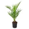 Phoenix Canariensis - Canarische Dadelpalm - ⌀15 Cm - ↕50-60 Cm 2 Phoenix Canariensis - Canarische Dadelpalm - ⌀15 Cm - ↕50-60 Cm -VIDAXL || Prosperplast || Decoris Winkel 1000003444