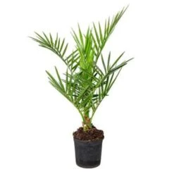 Phoenix Canariensis - Canarische Dadelpalm - ⌀15 Cm - ↕50-60 Cm