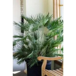 Chamaerops 'Humilis'- Europese Dwergpalm - ⌀21 Cm - ↕60-75 Cm -VIDAXL || Prosperplast || Decoris Winkel 1000003445 0103