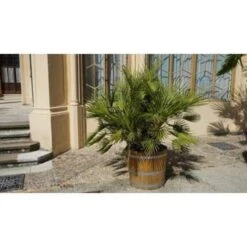Chamaerops Humilis- Europese Dwergpalm - ⌀15 Cm - ↕40-50 Cm -VIDAXL || Prosperplast || Decoris Winkel 1000003448 0102