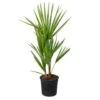 Chamaerops Humilis- Europese Dwergpalm - ⌀15 Cm - ↕40-50 Cm -VIDAXL || Prosperplast || Decoris Winkel 1000003448