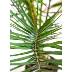 Phoenix Canariensis - Canarische Dadelpalm - ⌀19 Cm - ↕65-85 Cm -VIDAXL || Prosperplast || Decoris Winkel 1000003449 0103
