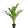 Phoenix Canariensis - Canarische Dadelpalm - ⌀19 Cm - ↕65-85 Cm -VIDAXL || Prosperplast || Decoris Winkel 1000003449