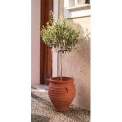 Olea Europaea - Olijfboom Op Stam - ⌀19 Cm - ↕80-90 Cm 8 Olea Europaea - Olijfboom Op Stam - ⌀19 Cm - ↕80-90 Cm -VIDAXL || Prosperplast || Decoris Winkel 1000004996 0102