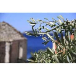 Olea Europaea - Olijfboom Op Stam - ⌀19 Cm - ↕80-90 Cm 9 Olea Europaea - Olijfboom Op Stam - ⌀19 Cm - ↕80-90 Cm -VIDAXL || Prosperplast || Decoris Winkel 1000004996 0103