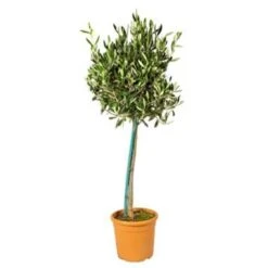 Olea Europaea Incl. PlantGrow - Olijfboom Op Stam -⌀19 Cm - ↕80-90 Cm