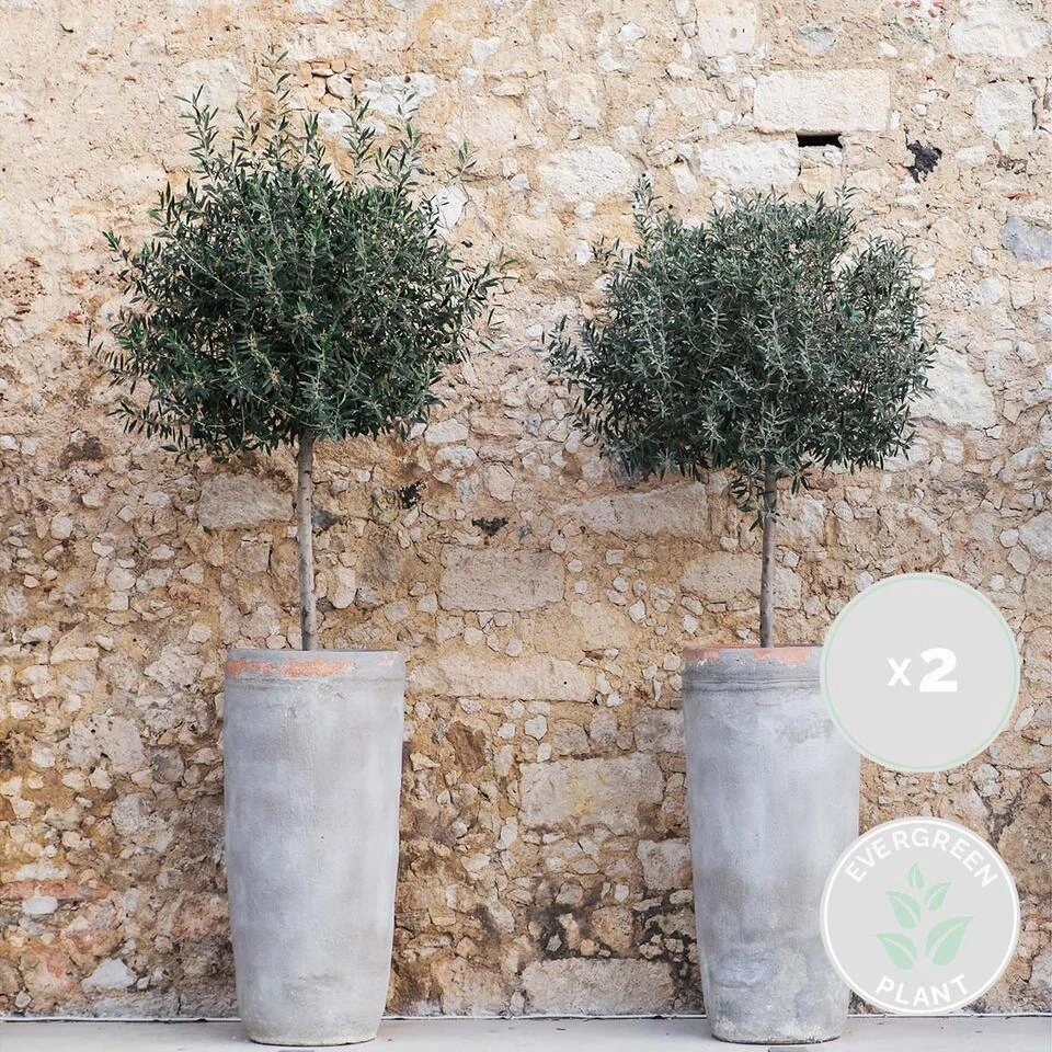 2x Olea Europaea - Olijfboom Op Stam - ⌀19 Cm - ↕80-90 Cm 4 2x Olea Europaea - Olijfboom Op Stam - ⌀19 Cm - ↕80-90 Cm - Afbeelding 2