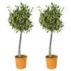 2x Olea Europaea - Olijfboom Op Stam - ⌀19 Cm - ↕80-90 Cm 1 2x Olea Europaea - Olijfboom Op Stam - ⌀19 Cm - ↕80-90 Cm -VIDAXL || Prosperplast || Decoris Winkel 1000004999