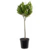 Laurus Nobilis Stam - Keukenlaurier - ⌀17 Cm - ↕60-80 Cm -VIDAXL || Prosperplast || Decoris Winkel 1000005045