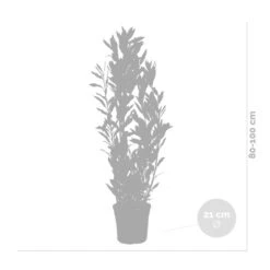 Laurus Nobilis - Keukenlaurier - ⌀21 Cm - ↕80-100 Cm -VIDAXL || Prosperplast || Decoris Winkel 1000005046 0102