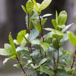 Laurus Nobilis - Keukenlaurier - ⌀21 Cm - ↕80-100 Cm -VIDAXL || Prosperplast || Decoris Winkel 1000005046 0103