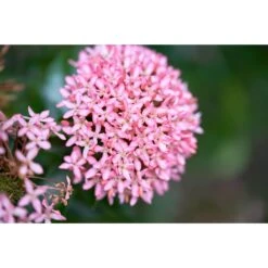 Rode Kafferlelie - P9H15 -VIDAXL || Prosperplast || Decoris Winkel 1000006406 0102