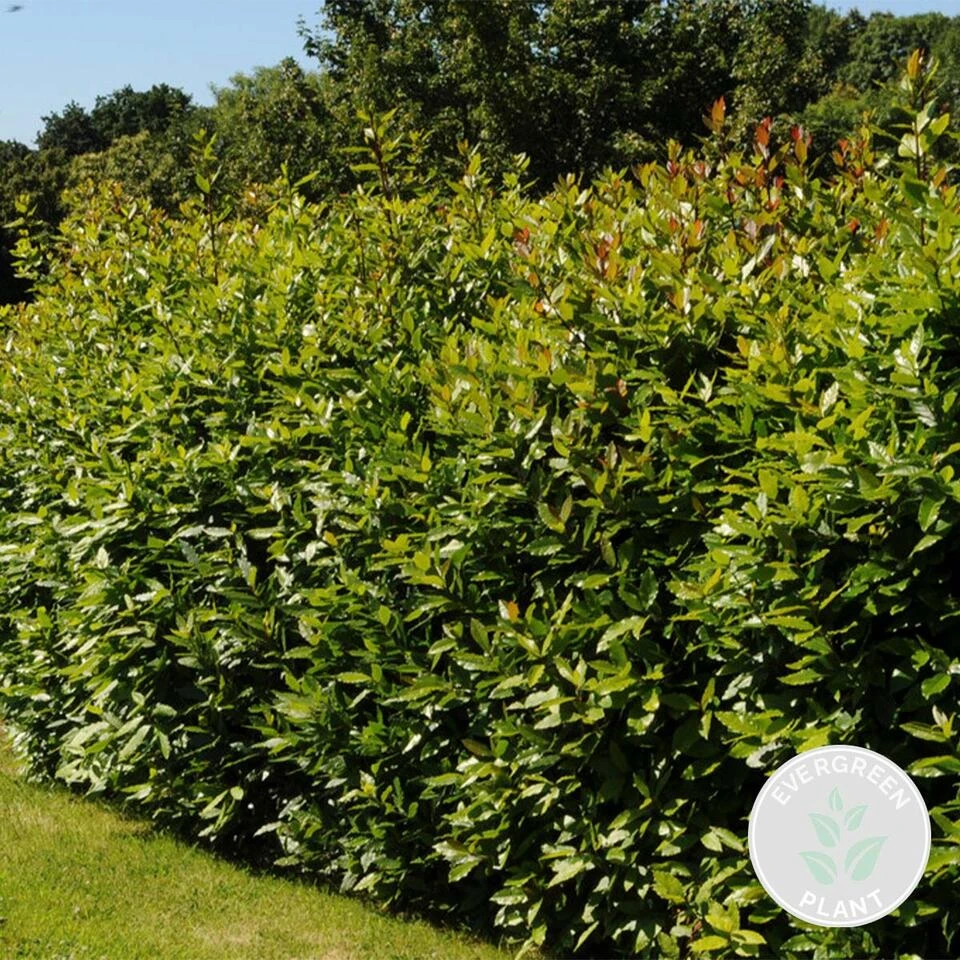 Laurus Nobilis - Keukenlaurier - ⌀15 Cm - ↕30-45 Cm 4 Laurus Nobilis - Keukenlaurier - ⌀15 Cm - ↕30-45 Cm - Afbeelding 2