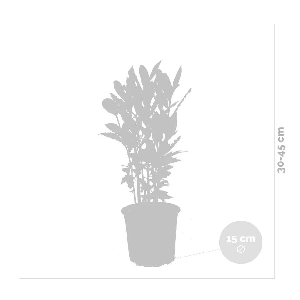 Laurus Nobilis - Keukenlaurier - ⌀15 Cm - ↕30-45 Cm 5 Laurus Nobilis - Keukenlaurier - ⌀15 Cm - ↕30-45 Cm - Afbeelding 3