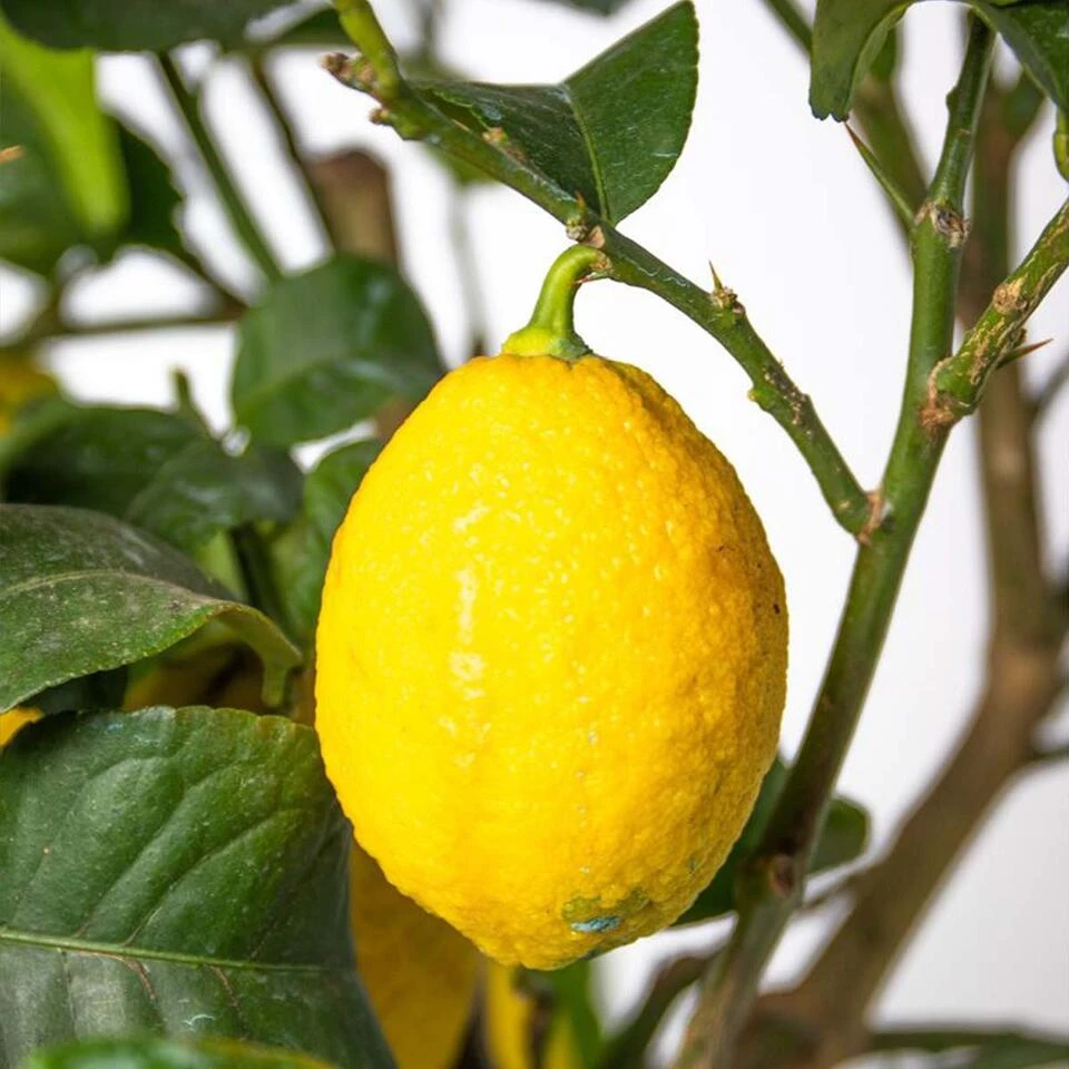 Citrus Limon - Citroenboom - ⌀19 Cm - ↕60-70 Cm 6 Citrus Limon - Citroenboom - ⌀19 Cm - ↕60-70 Cm - Afbeelding 4