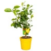 Citrus Limon - Citroenboom - ⌀19 Cm - ↕60-70 Cm 1 Citrus Limon - Citroenboom - ⌀19 Cm - ↕60-70 Cm -VIDAXL || Prosperplast || Decoris Winkel 1000008692