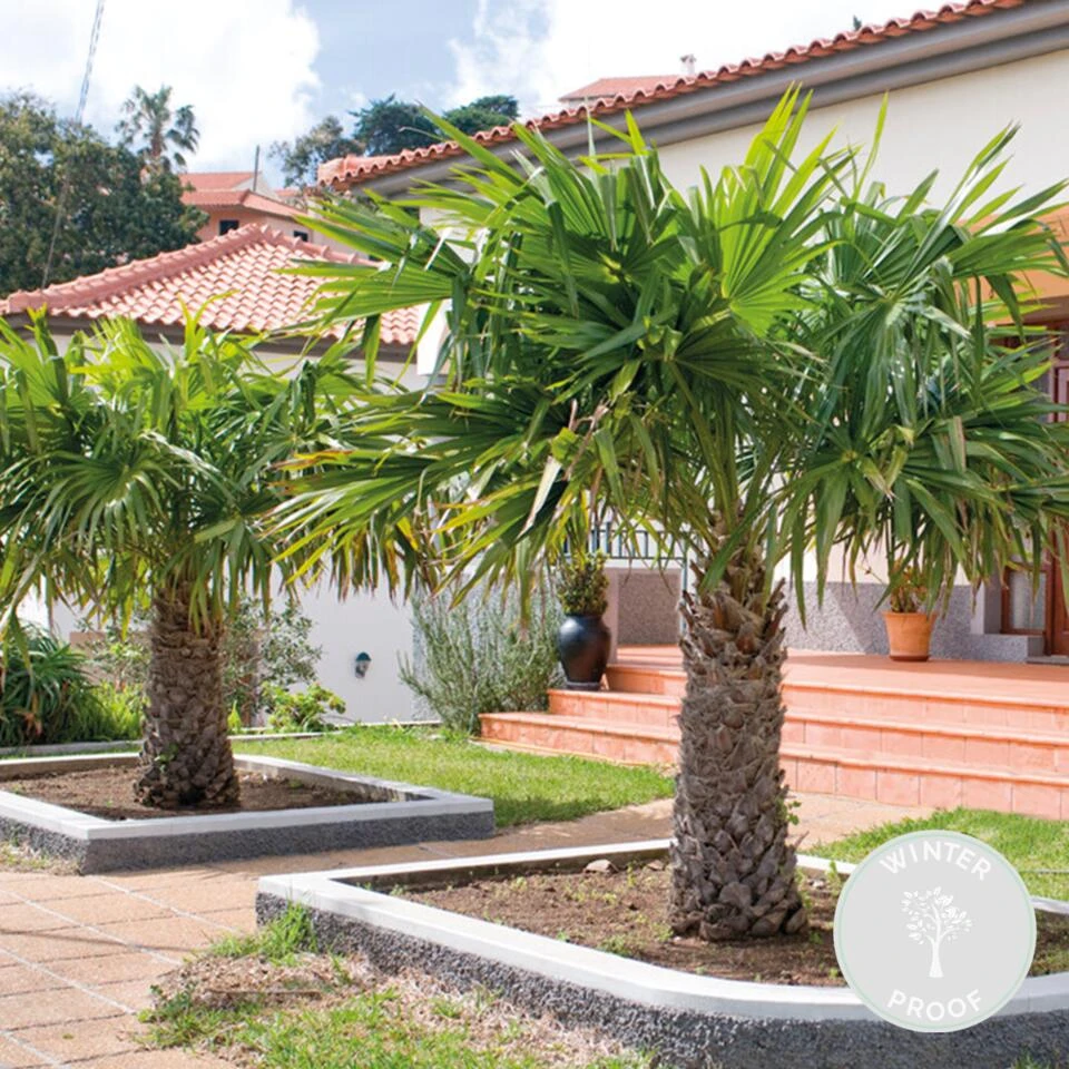 Trachycarpus Fortunei - Chinese Waaierpalm - ⌀24 Cm - ↕70-80 Cm 3 Trachycarpus Fortunei - Chinese Waaierpalm - ⌀24 Cm - ↕70-80 Cm - Afbeelding 2