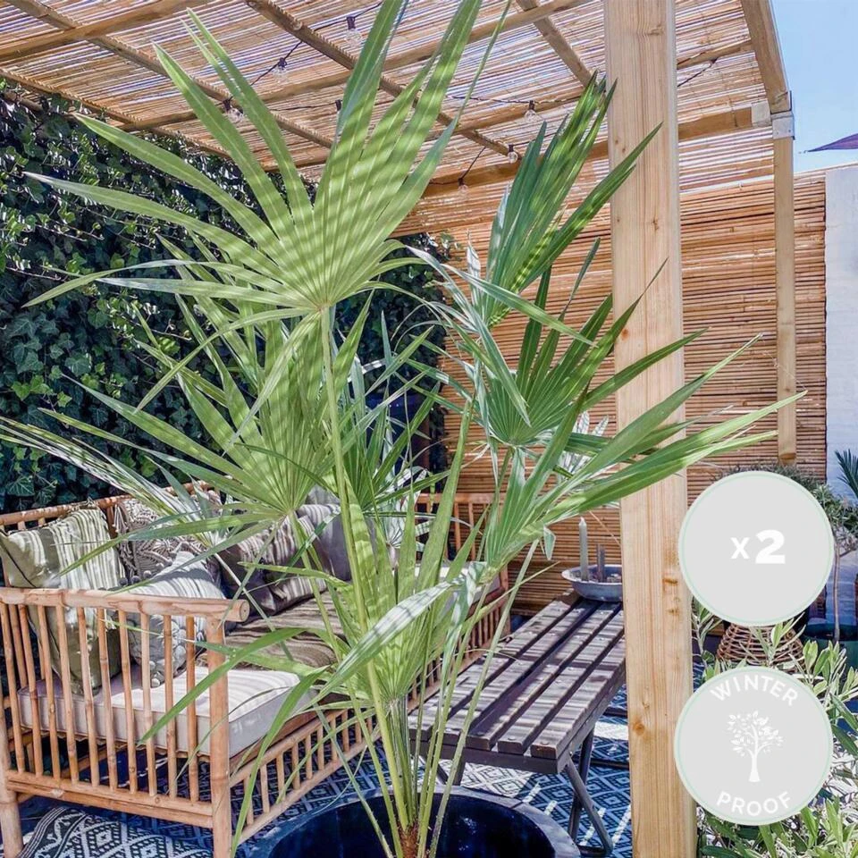 2x Chamaerops Humilis - Europese Dwergpalm - ⌀15 Cm - ↕40-50 Cm 4 2x Chamaerops Humilis - Europese Dwergpalm - ⌀15 Cm - ↕40-50 Cm - Afbeelding 2