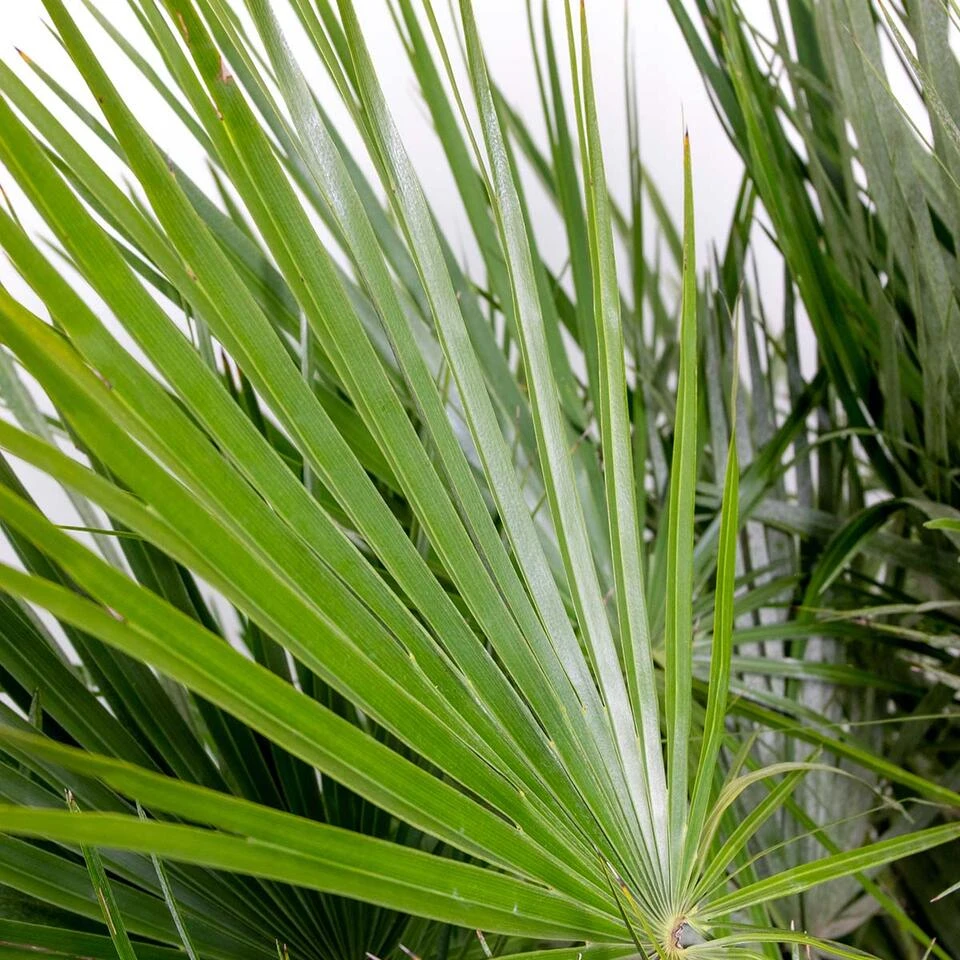 2x Chamaerops Humilis - Europese Dwergpalm - ⌀15 Cm - ↕40-50 Cm 5 2x Chamaerops Humilis - Europese Dwergpalm - ⌀15 Cm - ↕40-50 Cm - Afbeelding 3