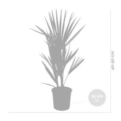 2x Chamaerops Humilis - Europese Dwergpalm - ⌀15 Cm - ↕40-50 Cm 9 2x Chamaerops Humilis - Europese Dwergpalm - ⌀15 Cm - ↕40-50 Cm -VIDAXL || Prosperplast || Decoris Winkel 1000010505 0103