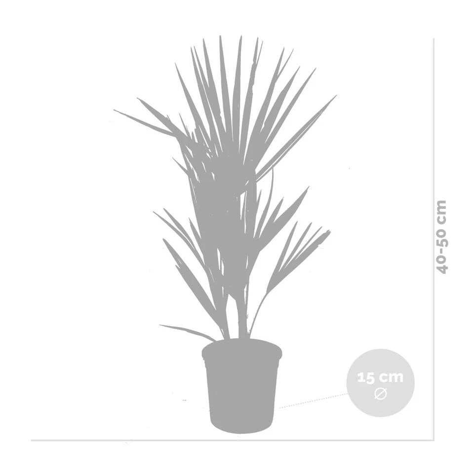 2x Chamaerops Humilis - Europese Dwergpalm - ⌀15 Cm - ↕40-50 Cm 6 2x Chamaerops Humilis - Europese Dwergpalm - ⌀15 Cm - ↕40-50 Cm - Afbeelding 4