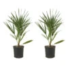 2x Chamaerops Humilis - Europese Dwergpalm - ⌀15 Cm - ↕40-50 Cm -VIDAXL || Prosperplast || Decoris Winkel 1000010505