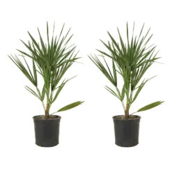 2x Chamaerops Humilis - Europese Dwergpalm - ⌀15 Cm - ↕40-50 Cm