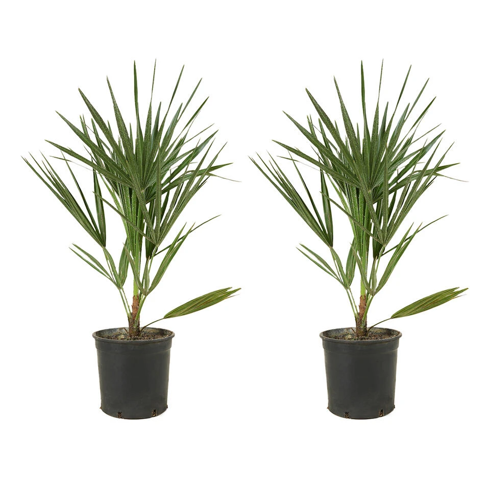 2x Chamaerops Humilis - Europese Dwergpalm - ⌀15 Cm - ↕40-50 Cm 3 2x Chamaerops Humilis - Europese Dwergpalm - ⌀15 Cm - ↕40-50 Cm