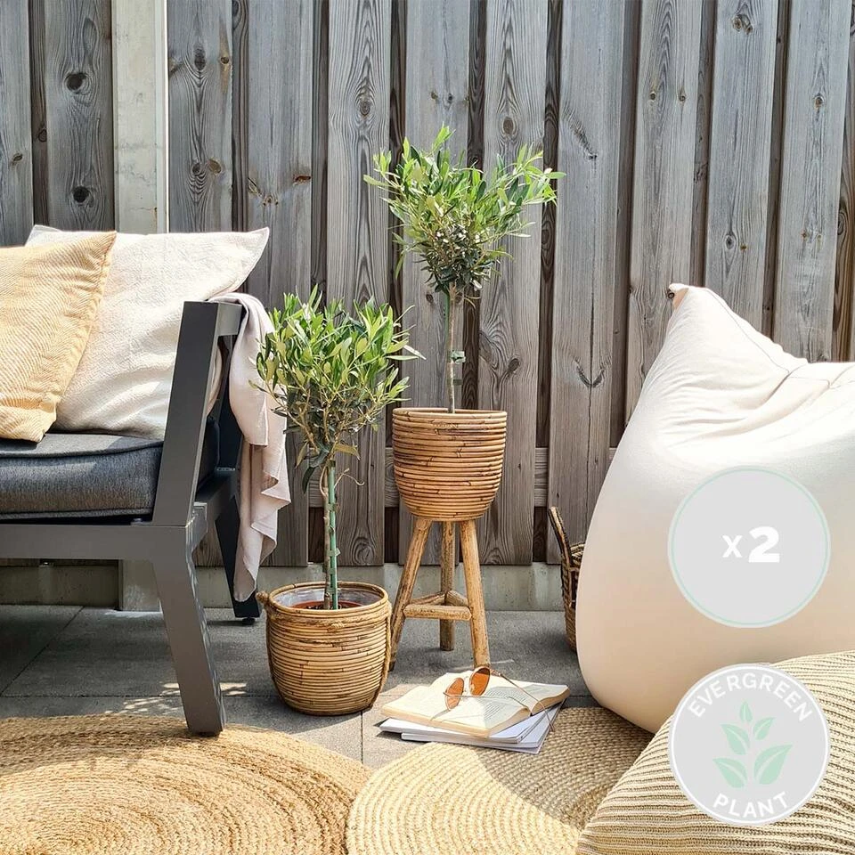 2x Olea Europaea - Olijfboom Op Stam - ⌀14 Cm - ↕40-50 Cm 4 2x Olea Europaea - Olijfboom Op Stam - ⌀14 Cm - ↕40-50 Cm - Afbeelding 2