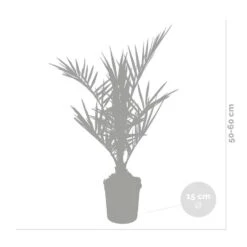 2x Phoenix Canariensis - Canarische Dadelpalm - ⌀15 Cm - ↕50-60 Cm 8 2x Phoenix Canariensis - Canarische Dadelpalm - ⌀15 Cm - ↕50-60 Cm -VIDAXL || Prosperplast || Decoris Winkel 1000010509 0102