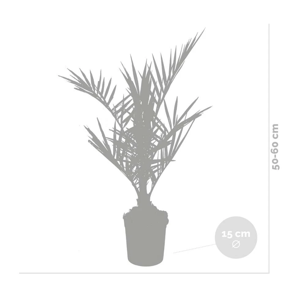 2x Phoenix Canariensis - Canarische Dadelpalm - ⌀15 Cm - ↕50-60 Cm 5 2x Phoenix Canariensis - Canarische Dadelpalm - ⌀15 Cm - ↕50-60 Cm - Afbeelding 3
