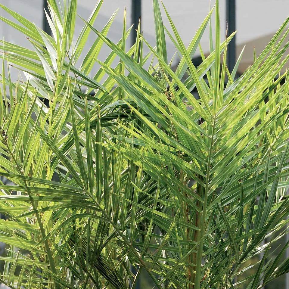 2x Phoenix Canariensis - Canarische Dadelpalm - ⌀15 Cm - ↕50-60 Cm 6 2x Phoenix Canariensis - Canarische Dadelpalm - ⌀15 Cm - ↕50-60 Cm - Afbeelding 4